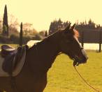 Jument &agrave; vendre 