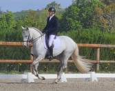 Cheval Pur Sang Lusitanien, 164 cm, gris, 9 ans