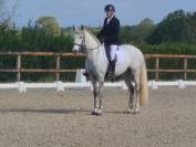 Cheval Pur Sang Lusitanien, 164 cm, gris, 9 ans