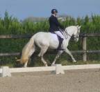 Cheval Pur Sang Lusitanien, 164 cm, gris, 9 ans