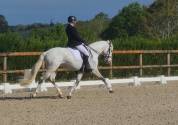 Cheval Pur Sang Lusitanien, 164 cm, gris, 9 ans