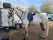 Cheval Pur Sang Lusitanien, 164 cm, gris, 9 ans