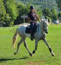 Cheval Pur Sang Lusitanien, 164 cm, gris, 9 ans