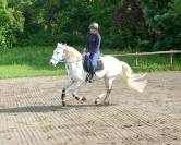 Cheval Pur Sang Lusitanien, 164 cm, gris, 9 ans