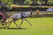 Cheval Pur Sang Lusitanien, 164 cm, gris, 9 ans