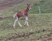 A placer pour cet automne poulain FM Cappucino 
