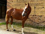 Hongre 4 ans sf par Quabri de L'isle