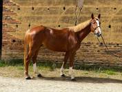 Hongre 4 ans sf par Quabri de L'isle