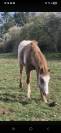 Poulain paint appaloosa a vendre 1 an