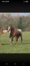 Poulain de 2ans et demi a vendre paint appaloosa 