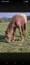 Poulain de 2ans et demi a vendre paint appaloosa 