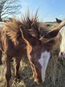 Poulain de 2ans et demi a vendre paint appaloosa 