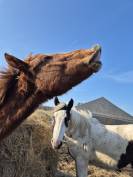 Poulain de 2ans et demi a vendre paint appaloosa 