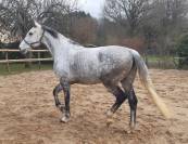 poulini&egrave;re selle fran&ccedil;ais 16 ans pleine