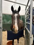 Jument professeur a vendre 