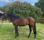 Jeune cheval de dressage - 5 ans - Petit prix 