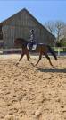 Jeune cheval de dressage - 5 ans - Petit prix 