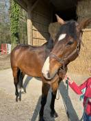 Envolmoi d&rsquo;Harreville SF 12 ans 