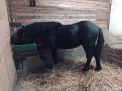 Yearling entier M&eacute;rens PP