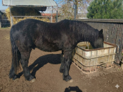 Yearling entier M&eacute;rens PP