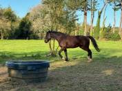 Yegua Silla Franc&eacute;s En venta 2016 Bayo moreno por CONTENDRO I