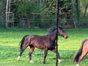 Yegua Silla Franc&eacute;s En venta 2016 Bayo moreno por CONTENDRO I