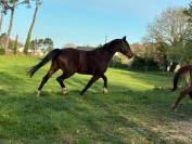 Yegua Silla Franc&eacute;s En venta 2016 Bayo moreno por CONTENDRO I