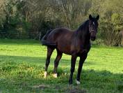 Yegua Silla Franc&eacute;s En venta 2016 Bayo moreno por CONTENDRO I