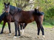 Yegua Silla Franc&eacute;s En venta 2016 Bayo moreno por CONTENDRO I