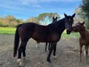 Yegua Silla Franc&eacute;s En venta 2016 Bayo moreno por CONTENDRO I