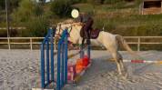 cheval camarguais de 7 ans