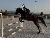 cheval hongre de 6 ans