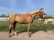 Poney de 6 ans &agrave; vendre 