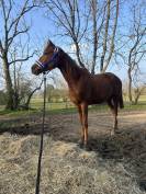 Demi pension de Wiri