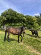 POULINI&Egrave;RE D'EXCEPTION -Propre s&oelig;ur de STARDUST QUINHON