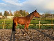 5 jarig springpaard met fijne instelling 