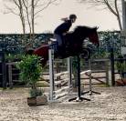 5 jarig springpaard met fijne instelling 