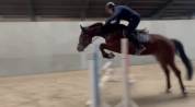 5 jarig springpaard met fijne instelling 