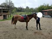 Merrie Bekend ras Te koop 2008 Vos