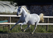 Intimo &ndash; Hongre Lipizzan 8 ans, 1m64, dressage & CCE