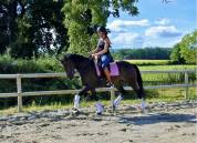 Superbe jument de dressage 7 ans  