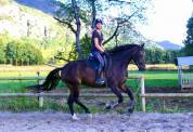 Superbe jument de dressage 7 ans  