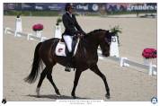 Superbe jument de dressage 7 ans  