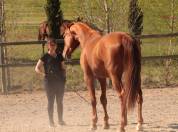 KALINE DE CASTELNAU, JUMENT 6 ANS, ALEZANE, COMPETITION