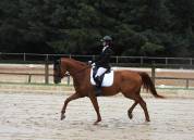 KALINE DE CASTELNAU, JUMENT 6 ANS, ALEZANE, COMPETITION