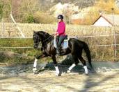 Superbe hongre de dressage 7 ans 