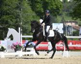 Superbe hongre de dressage 7 ans 