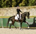 Superbe hongre de dressage 7 ans 