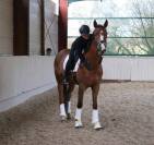 Prometteuse Jument Hanovrienne 