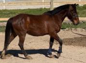 Grand poney &agrave; vendre 